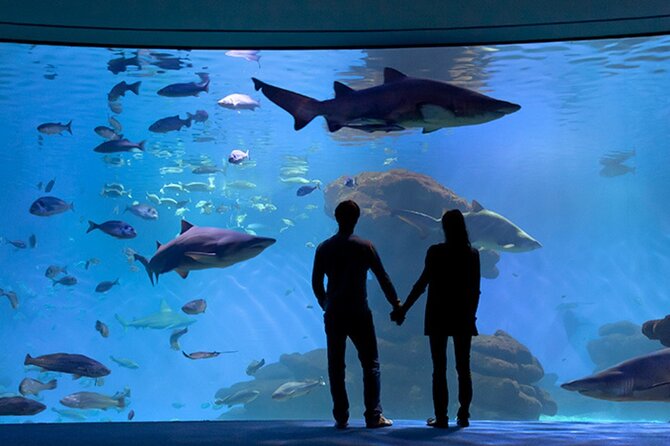 Ticket Palma Aquarium - The Jellyfish area and smaller marine life