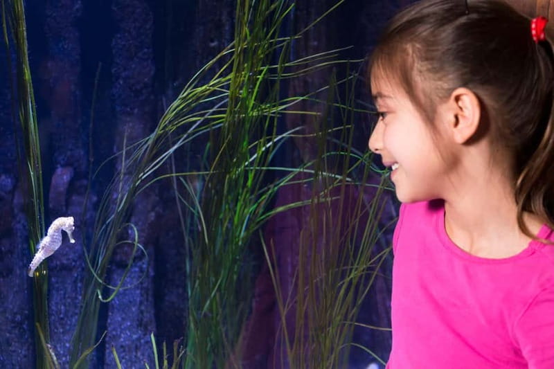 Ticket to SEA LIFE Konstanz - The Lake Constance Museum of Natural History