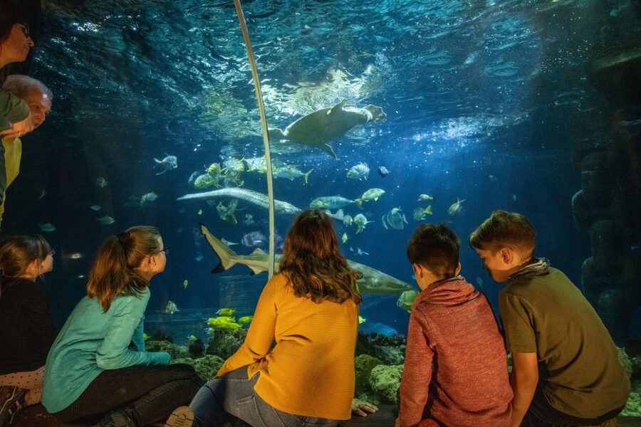 Ticket to SEA LIFE Konstanz - How much time and value should you expect?