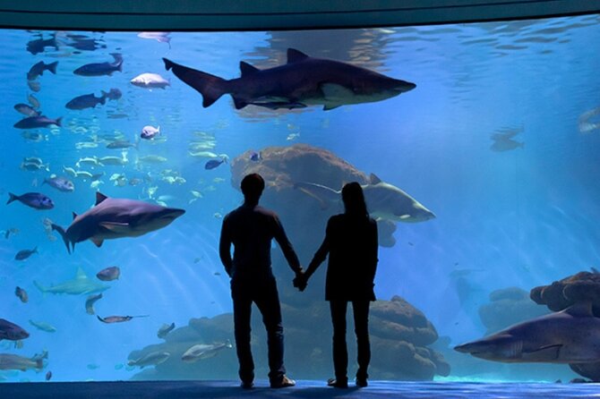 Ticket + Transfer to Palma Aquarium - What your €54.79 buys you