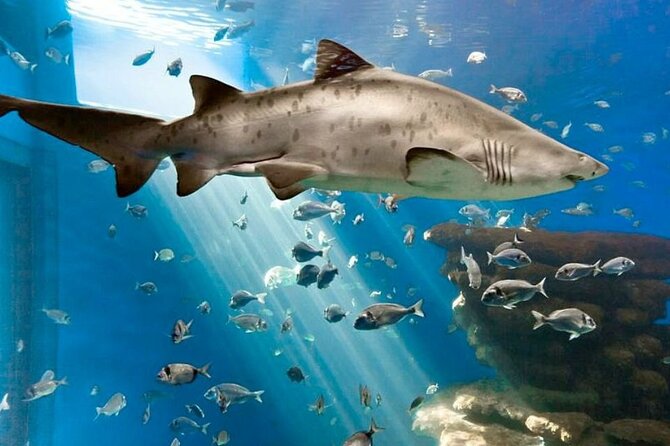 Ticket + Transfer to Palma Aquarium - Outdoor gardens and child-friendly spaces