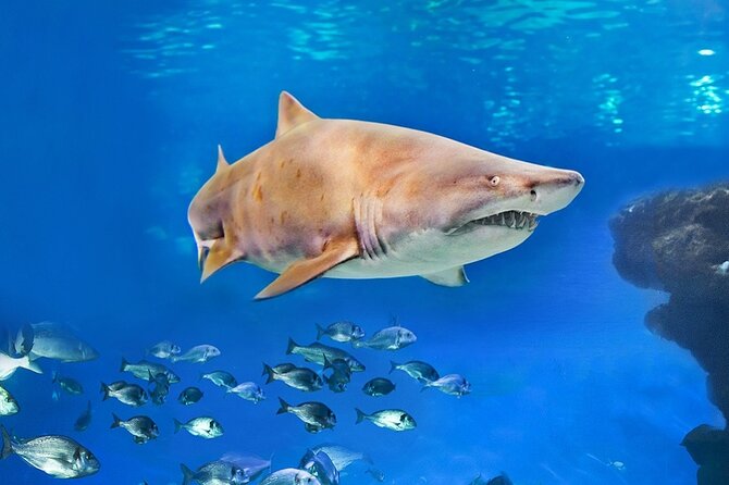 Ticket + Transfer to Palma Aquarium - The transfer can shape your whole day