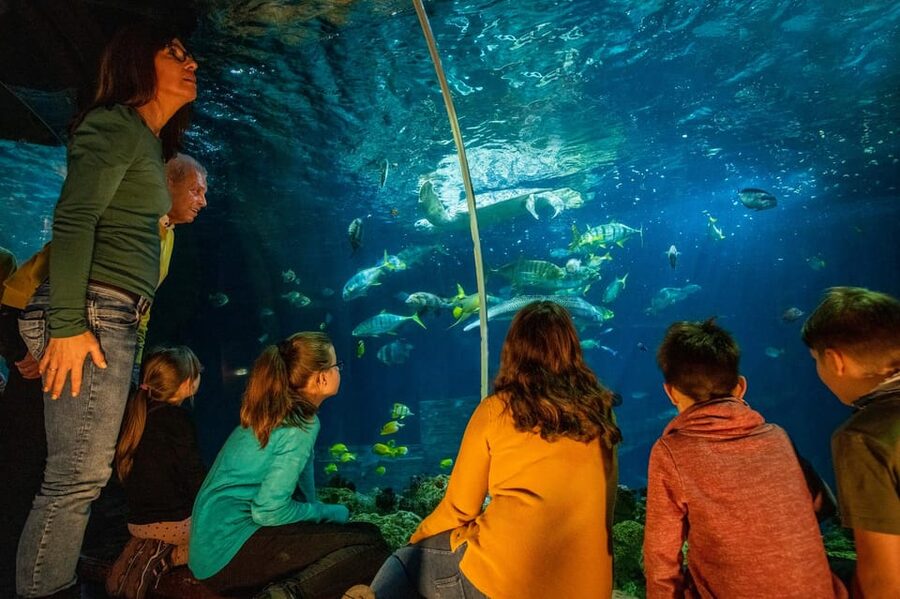 Timmendorfer Strand: SEA LIFE Behind the Scenes Tour - Final verdict: book it for access, not just admission