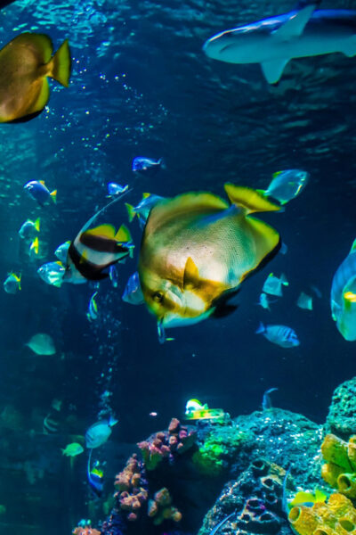 Timmendorfer Strand: SEA LIFE Behind the Scenes Tour