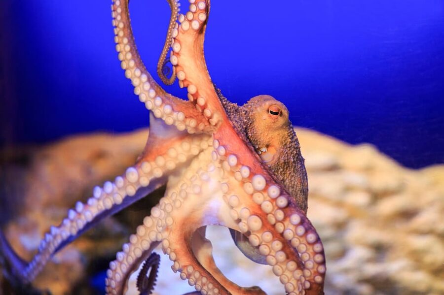 Timmendorfer Strand: SEA LIFE Behind the Scenes Tour - Aquarists, water systems, and the less glamorous work