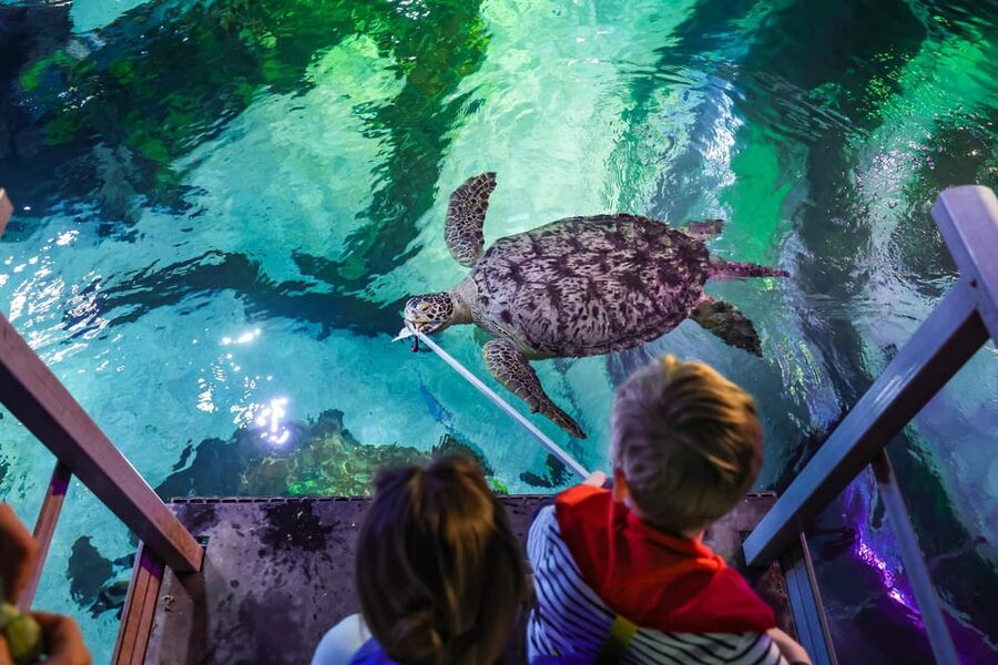 Timmendorfer Strand: SEA LIFE Behind the Scenes Tour - Timing, meeting point, and practical planning