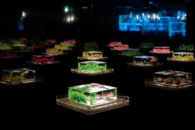 Tokyo: Art Aquarium Museum GINZA Entry Ticket - Goldfish as living art in central Ginza