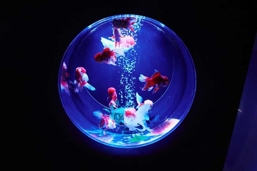 Tokyo: Art Aquarium Museum GINZA Entry Ticket - Light, music, and scent change the mood