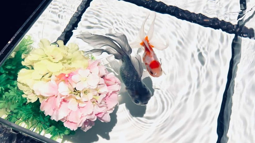 Tokyo: Art Aquarium Museum GINZA Entry Ticket - Why the photography rules matter