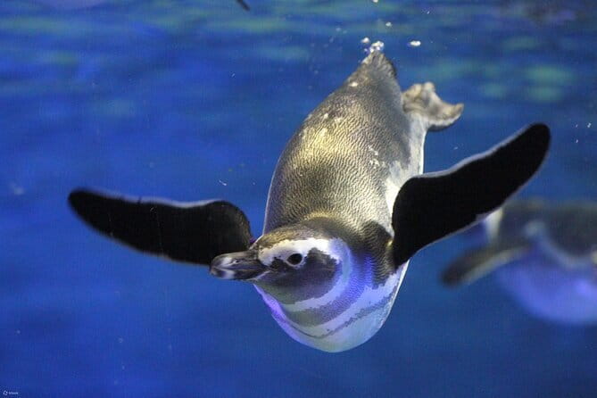 Tokyo Sumida Aquarium E-Ticket with Optional Tokyo Metro Pass - Key points to know