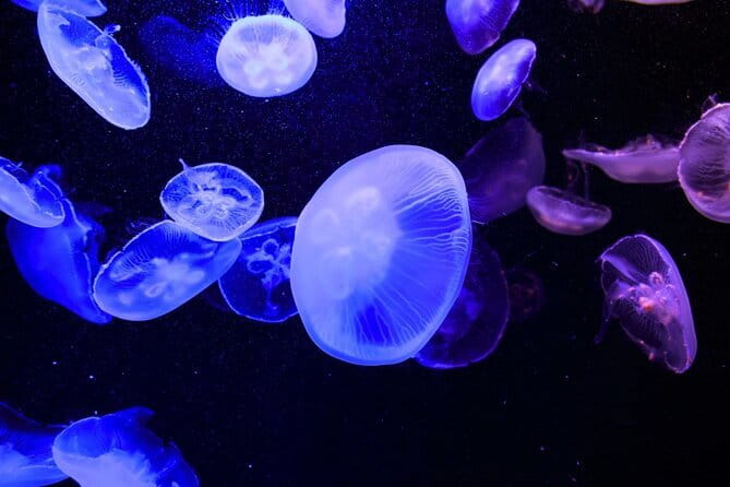 Tokyo Sumida Aquarium E-Ticket with Optional Tokyo Metro Pass - Pairing the aquarium with Tokyo Skytree Town