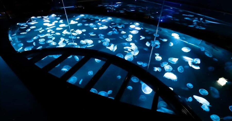 Tokyo: Sumida Aquarium Entry Ticket - A quiet aquarium above Tokyo’s city noise