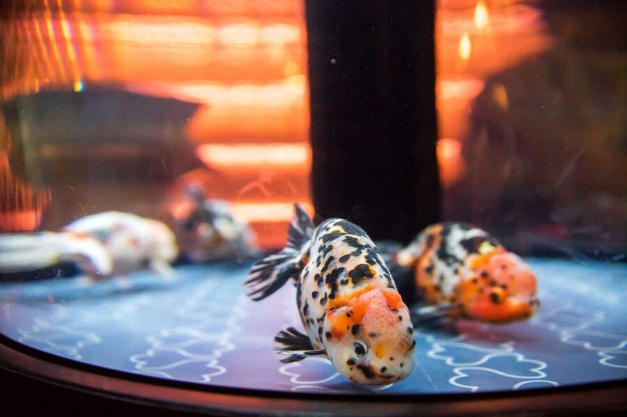 Tokyo: Sumida Aquarium Entry Ticket - What the visit feels like inside