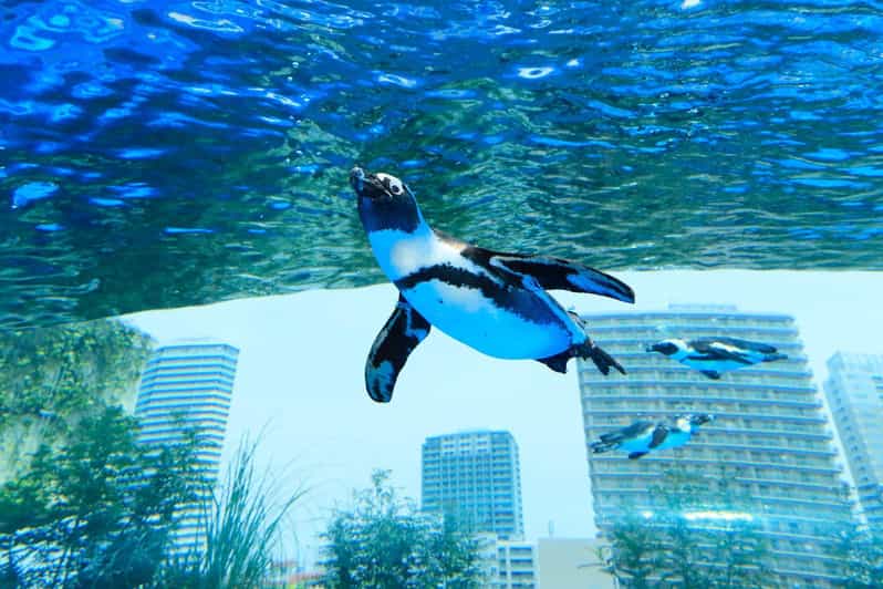 Tokyo: Sunshine Aquarium Entry Ticket - What the visit is like for different kinds of visitors