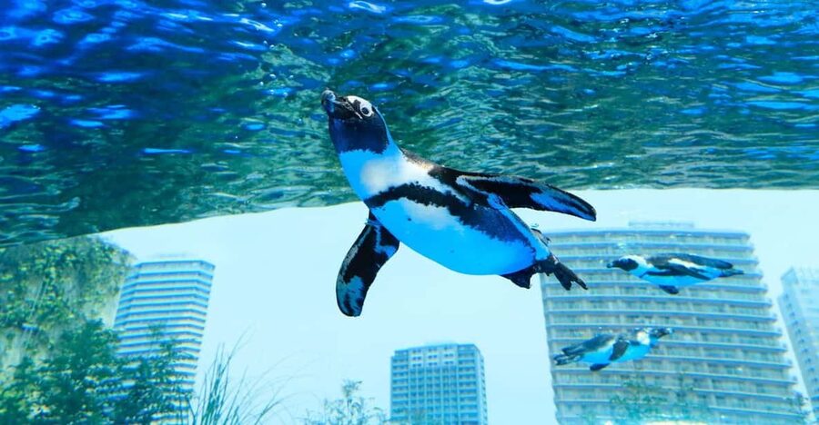 Tokyo: Sunshine Aquarium Entry Ticket - Penguins in the Sky is the main event