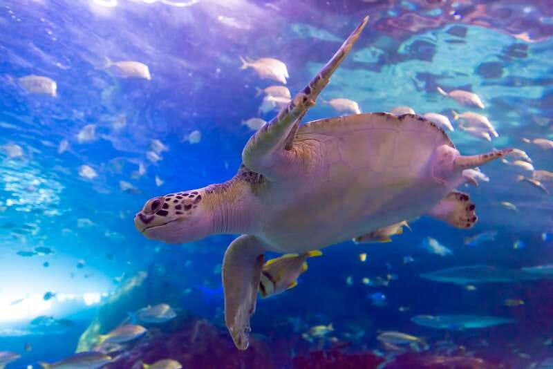 Toronto: Ripley's Aquarium of Canada Entry Ticket - Quick takeaways