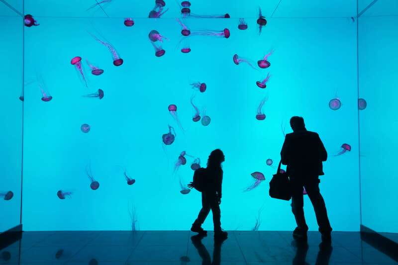 Toronto: Ripley's Aquarium of Canada Entry Ticket - Why Ripley’s Aquarium works so well in downtown Toronto