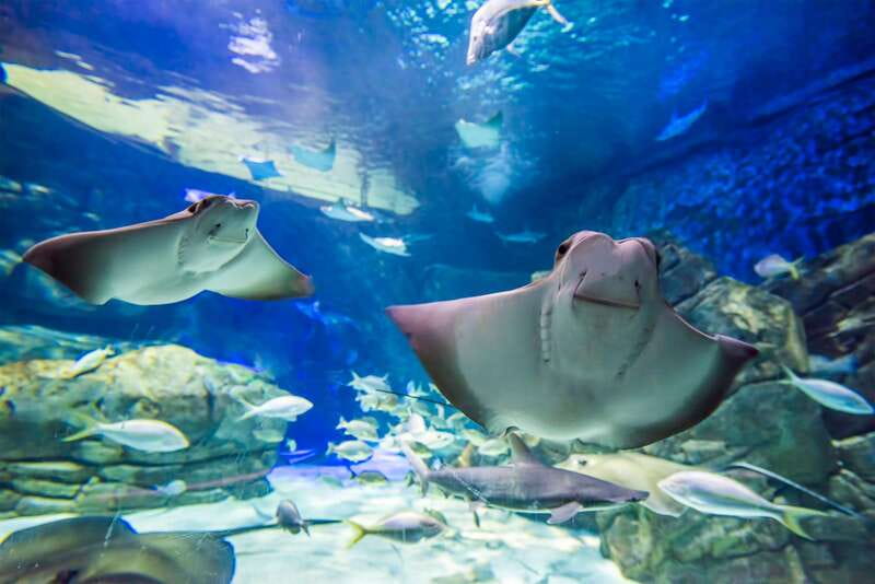 Toronto: Ripley's Aquarium of Canada Entry Ticket - Choose the right time of day