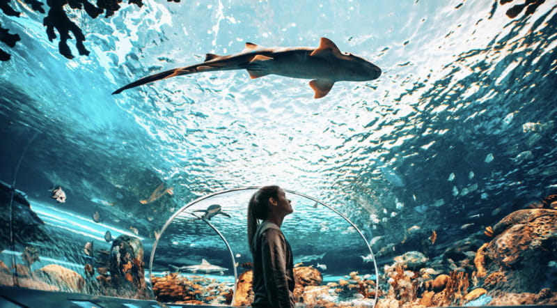 Toronto: Ripley's Aquarium of Canada Entry Ticket - Plan for food, drinks, and a comfortable visit