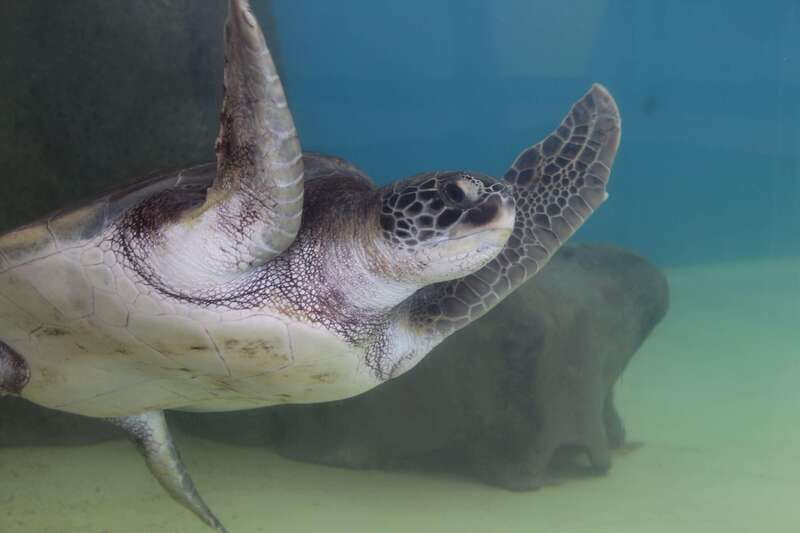 Veracruz: 5-Attraction Tour with Aquarium and Boat Tour - Who will enjoy this Veracruz day?