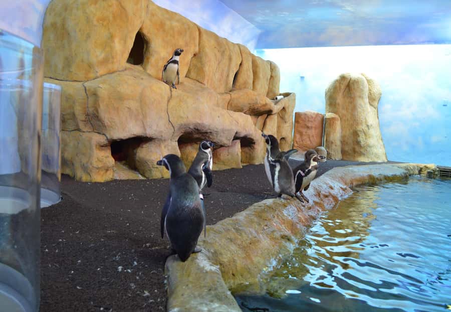 Veracruz: Panoramic Sightseeing City Tour and Aquarium - Who should book this Veracruz tour?