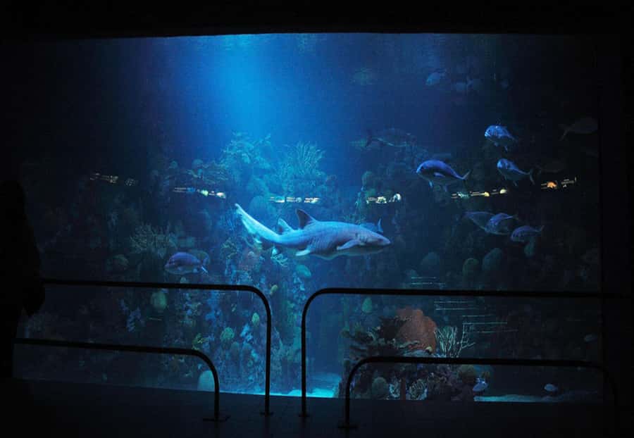 Veracruz: Panoramic Sightseeing City Tour and Aquarium - Plaza Aquarium and the Veracruz Aquarium