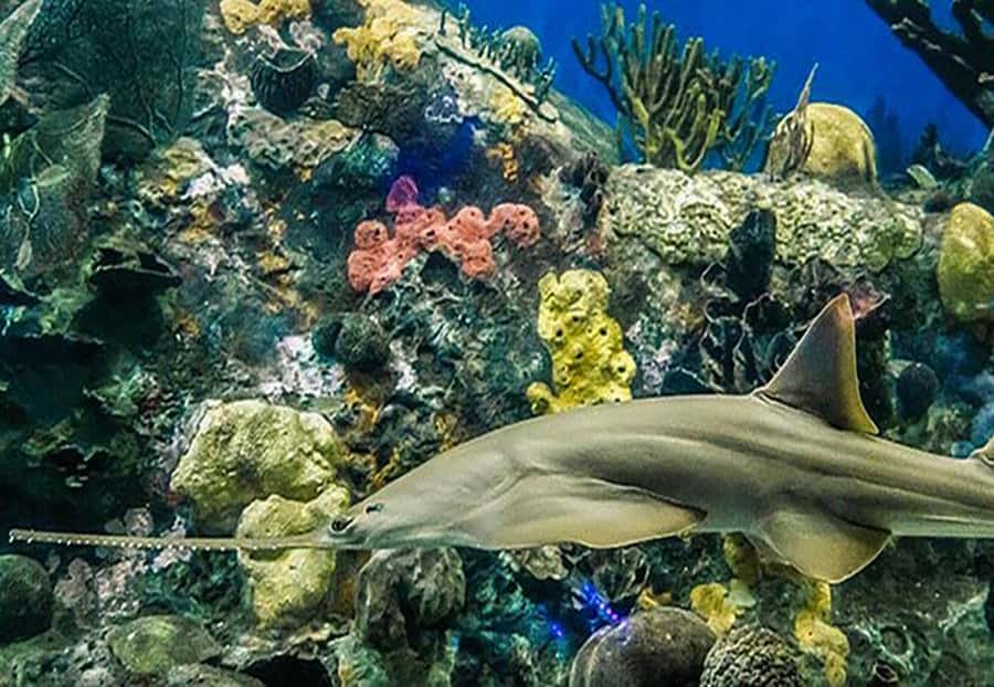 Veracruz: Panoramic Sightseeing City Tour and Aquarium - Plaza Las Américas and Plaza Andamar