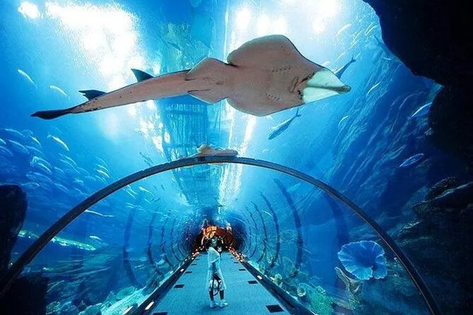 VIP Experience Dubai Aquarium & Underwater Zoo-As per Selection - The Underwater Zoo and King Croc