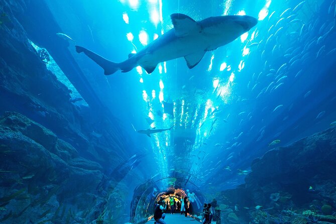 VIP Experience Dubai Aquarium & Underwater Zoo-As per Selection - Is $55 a fair price?