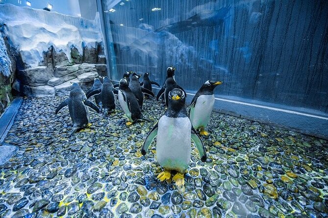VIP Experience Dubai Aquarium & Underwater Zoo-As per Selection - How long should you allow?
