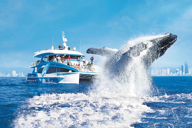 Whale Watching by Sea World Cruises - Spirit of Migaloo II and the viewing setup