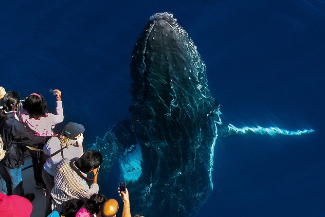 Whale Watching by Sea World Cruises - Humpback season and the best expectations