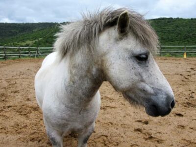Zanzibar: Horseback Riding and Turtle Aquarium Visit