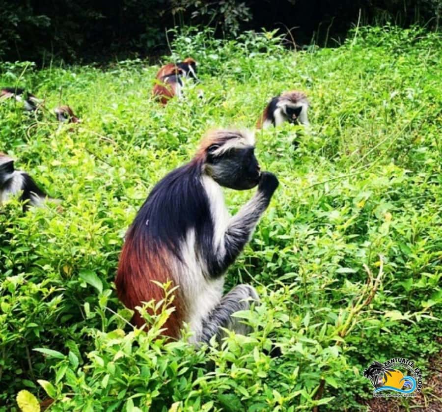 Zanzibar: Jozani Forest, Kuza Cave & Salaam Cave Aquarium - What to pack for forest and water