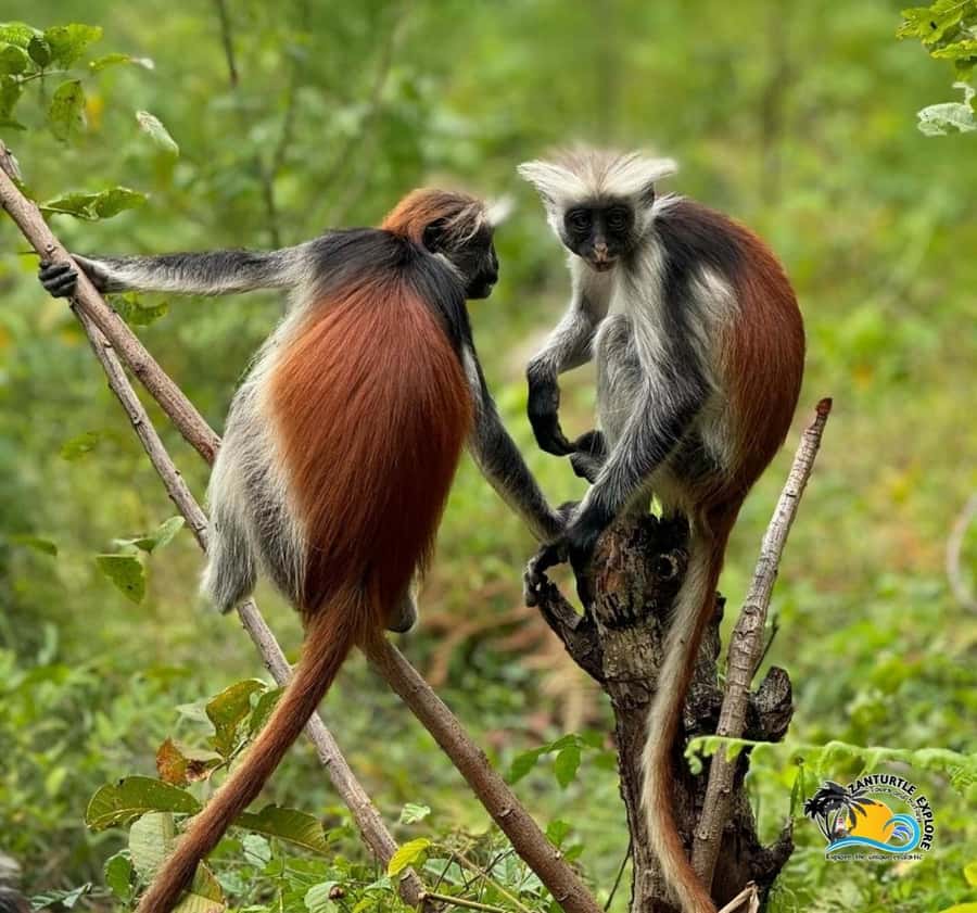 Zanzibar: Jozani Forest, Kuza Cave & Salaam Cave Aquarium - Who will enjoy this tour most