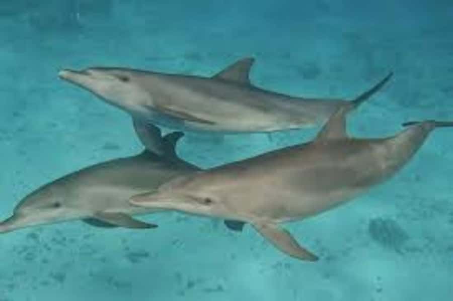 ZANZIBAR: Mnemba island, Baraka aquarium and spice farm - Key points to know before booking