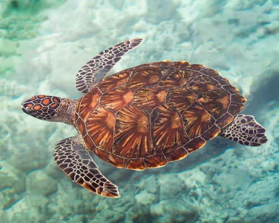 ZANZIBAR: Mnemba island, Baraka aquarium and spice farm - A full day built around three sides of Zanzibar