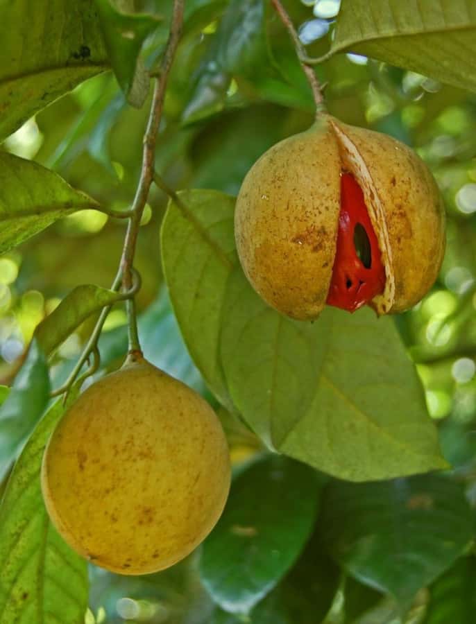 ZANZIBAR: Mnemba island, Baraka aquarium and spice farm - What to bring and what to avoid