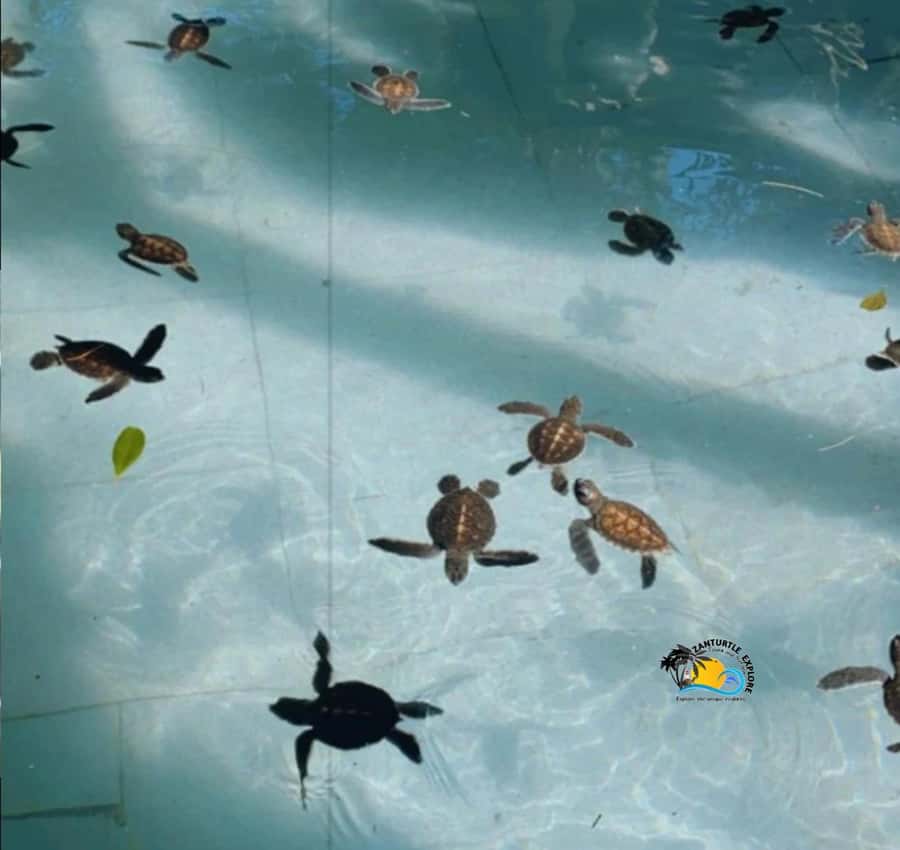 Zanzibar: Nungwi Mnarani Aquarium Feed and Swim with Turtles - Hand-feeding the turtles