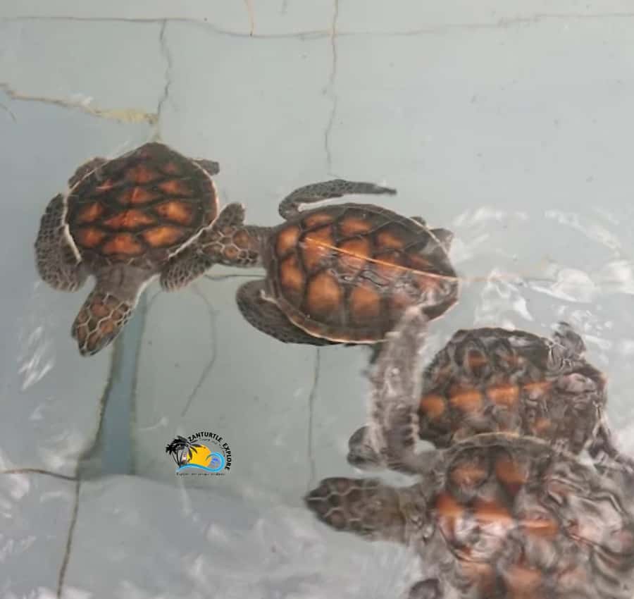 Zanzibar: Nungwi Mnarani Aquarium Feed and Swim with Turtles - What the $46 price really covers