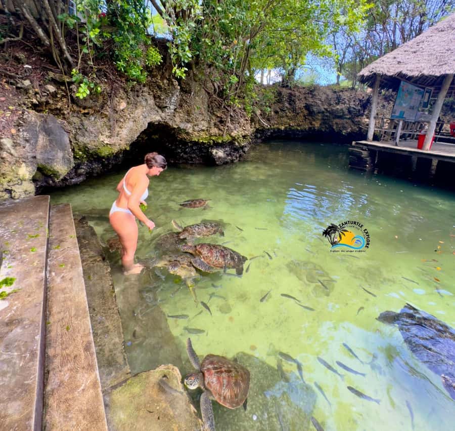 Zanzibar: Nungwi Mnarani Aquarium Feed and Swim with Turtles - The guide can make or break the visit