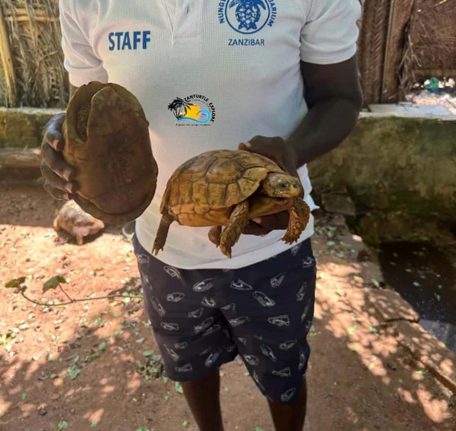 Zanzibar: Nungwi Mnarani Aquarium Feed and Swim with Turtles - Packing for the lagoon