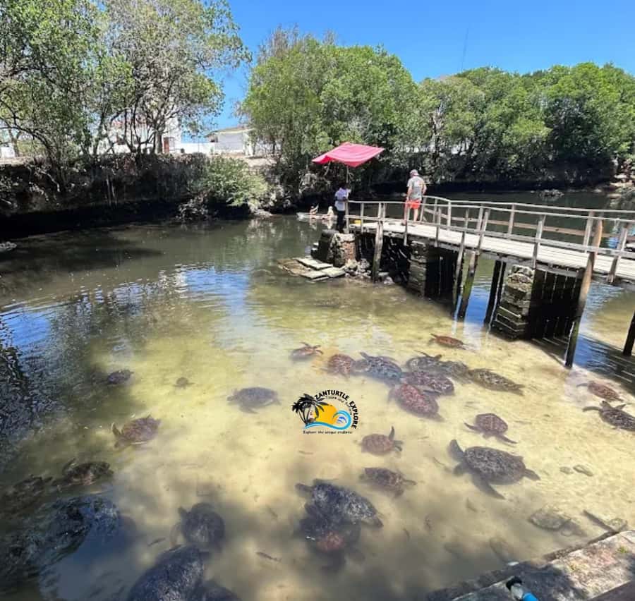 Zanzibar: Nungwi Mnarani Aquarium Feed and Swim with Turtles - Who will enjoy this experience most