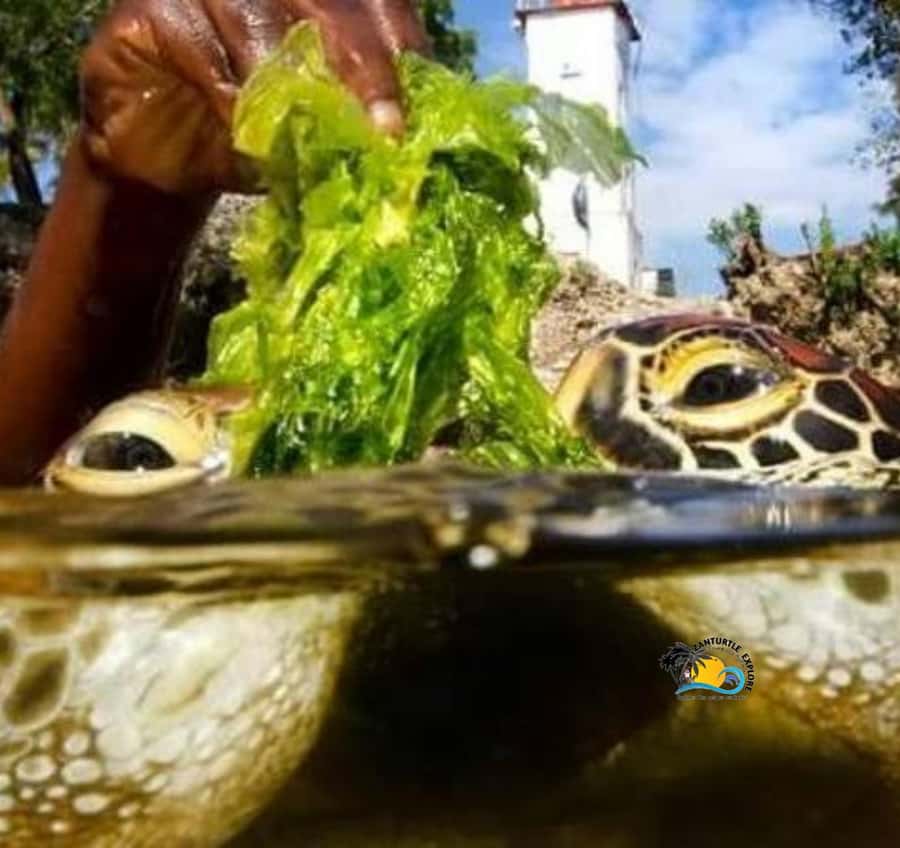 Zanzibar: Nungwi Mnarani Aquarium Feed and Swim with Turtles - First look at the rescued green turtles