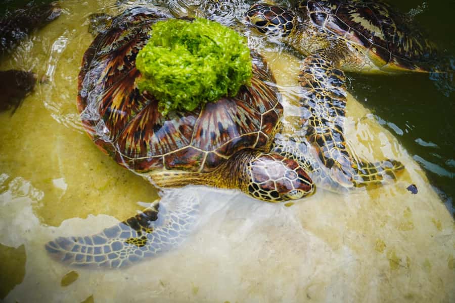 Zanzibar: Nungwi Turtle Aquarium Guided Half-Day Trip - What the guide adds to the visit