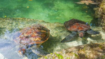 Zanzibar: Nungwi Turtle Aquarium Guided Half-Day Trip