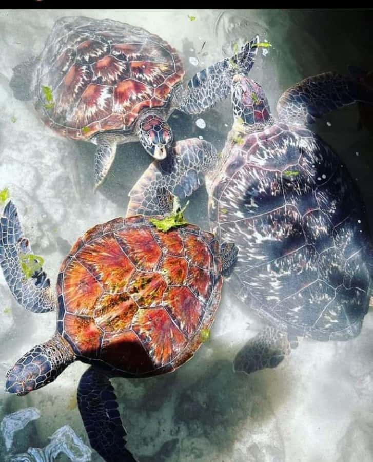 Zanzibar: Swim with Sea Turtles at Baraka or Salaam Aquarium - Quick points before you book