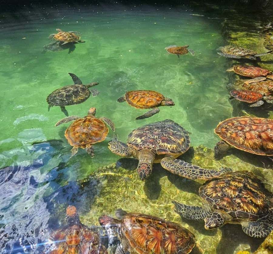 Zanzibar: Swim with Sea Turtles at Baraka or Salaam Aquarium - Two aquariums, one turtle encounter