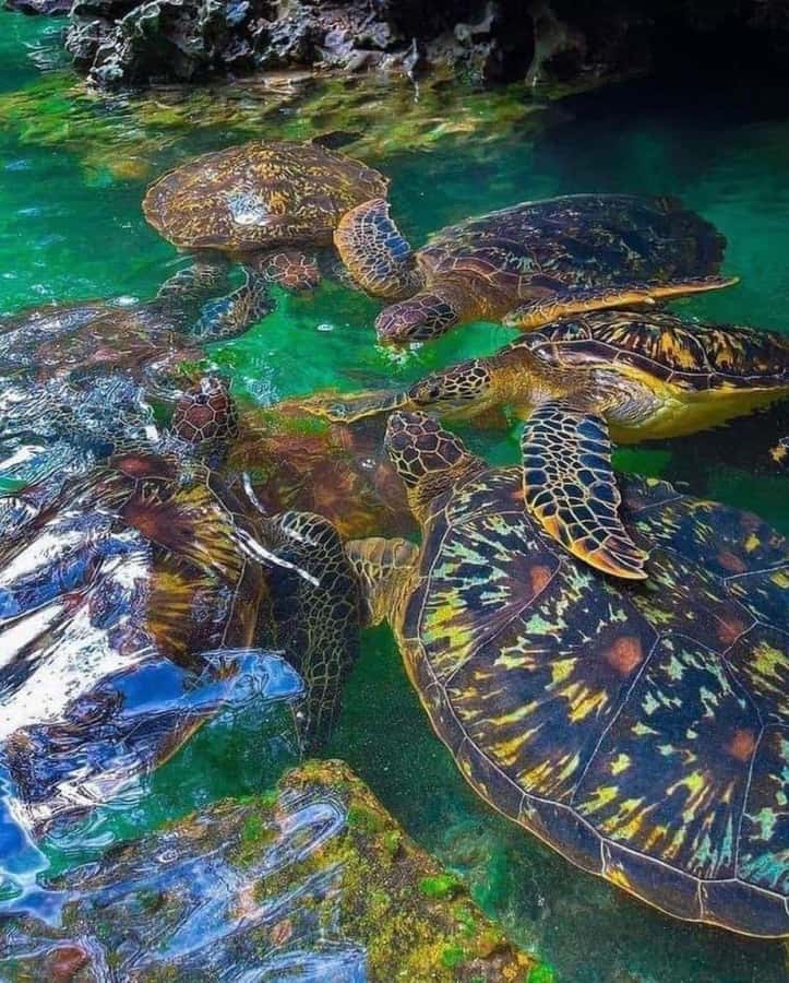 Zanzibar: Swim with Sea Turtles at Baraka or Salaam Aquarium - Swimming with the turtles