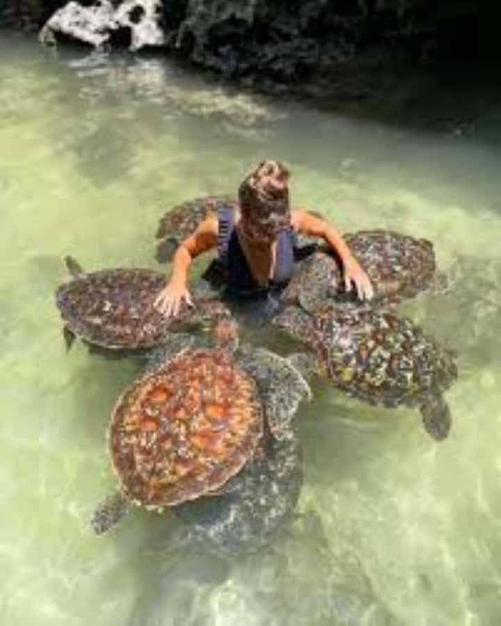 Zanzibar: Swim with Sea Turtles at Baraka or Salaam Aquarium - What the $80 price really covers